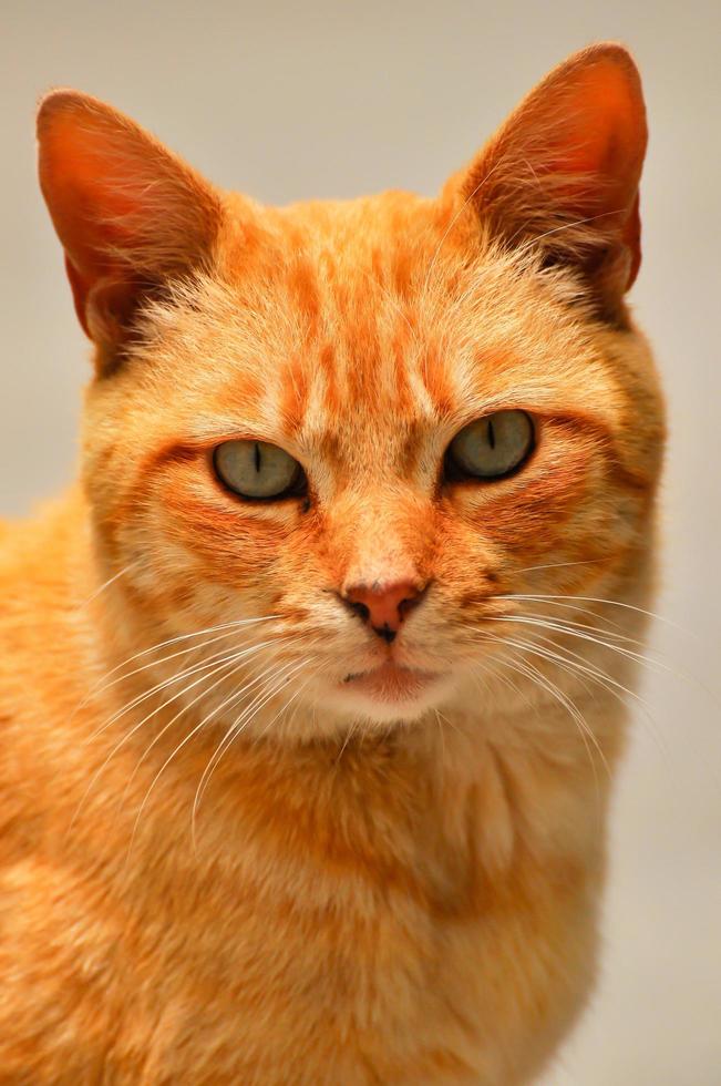 A tabby cat photo