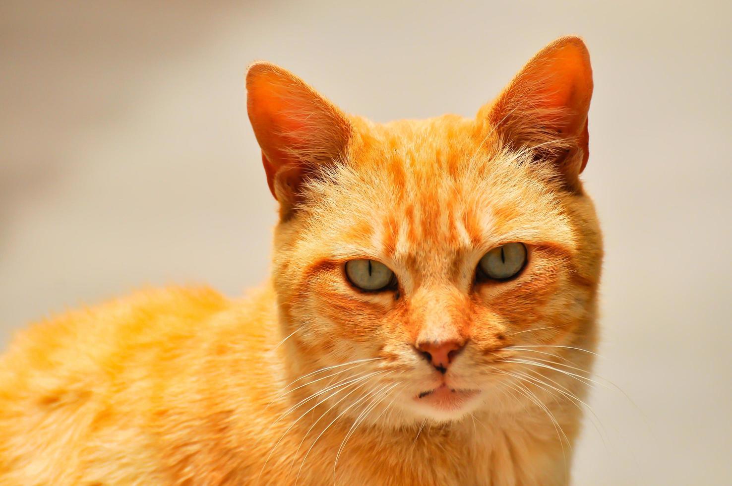 a-tabby-cat-4362521-stock-photo-at-vecteezy