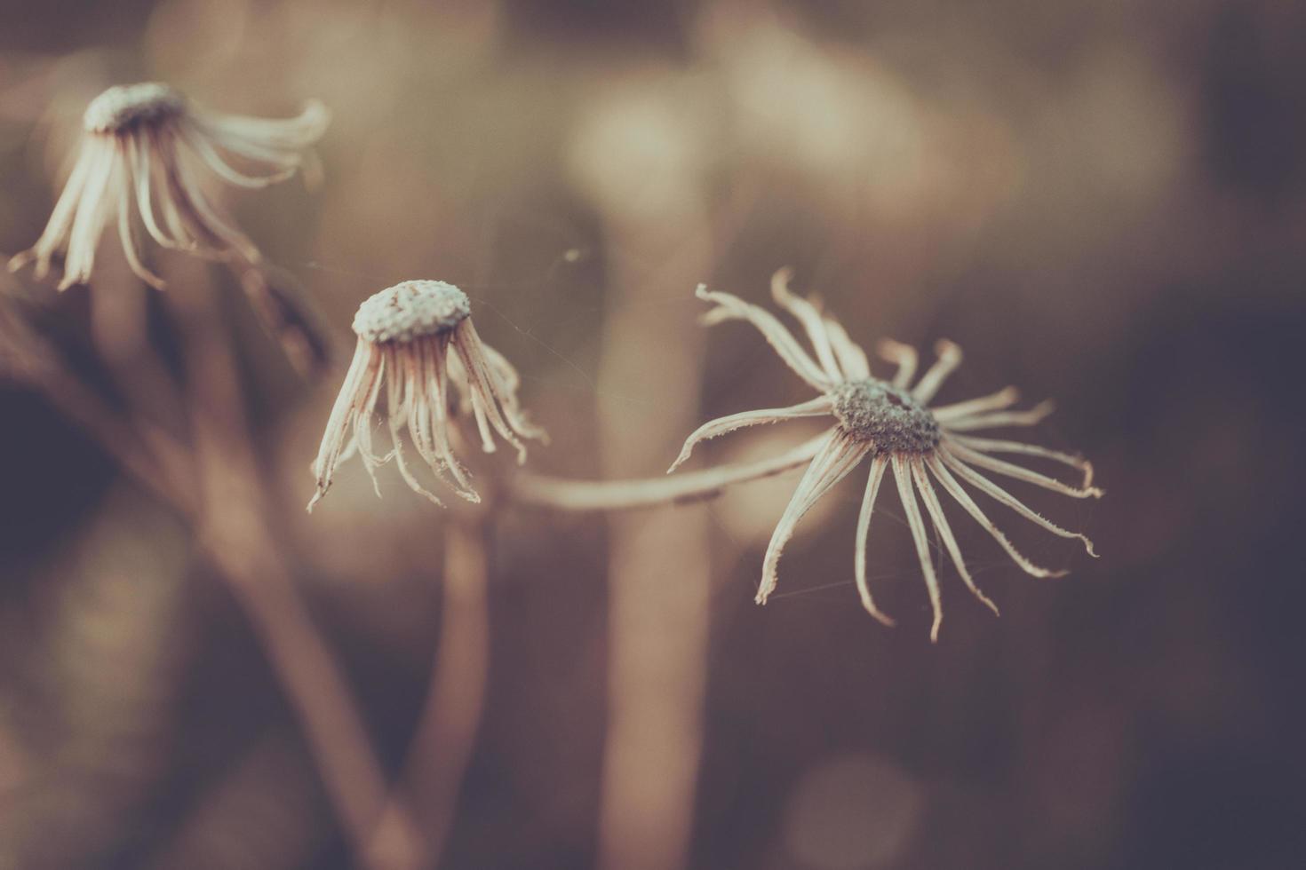 wild flowers macro photo