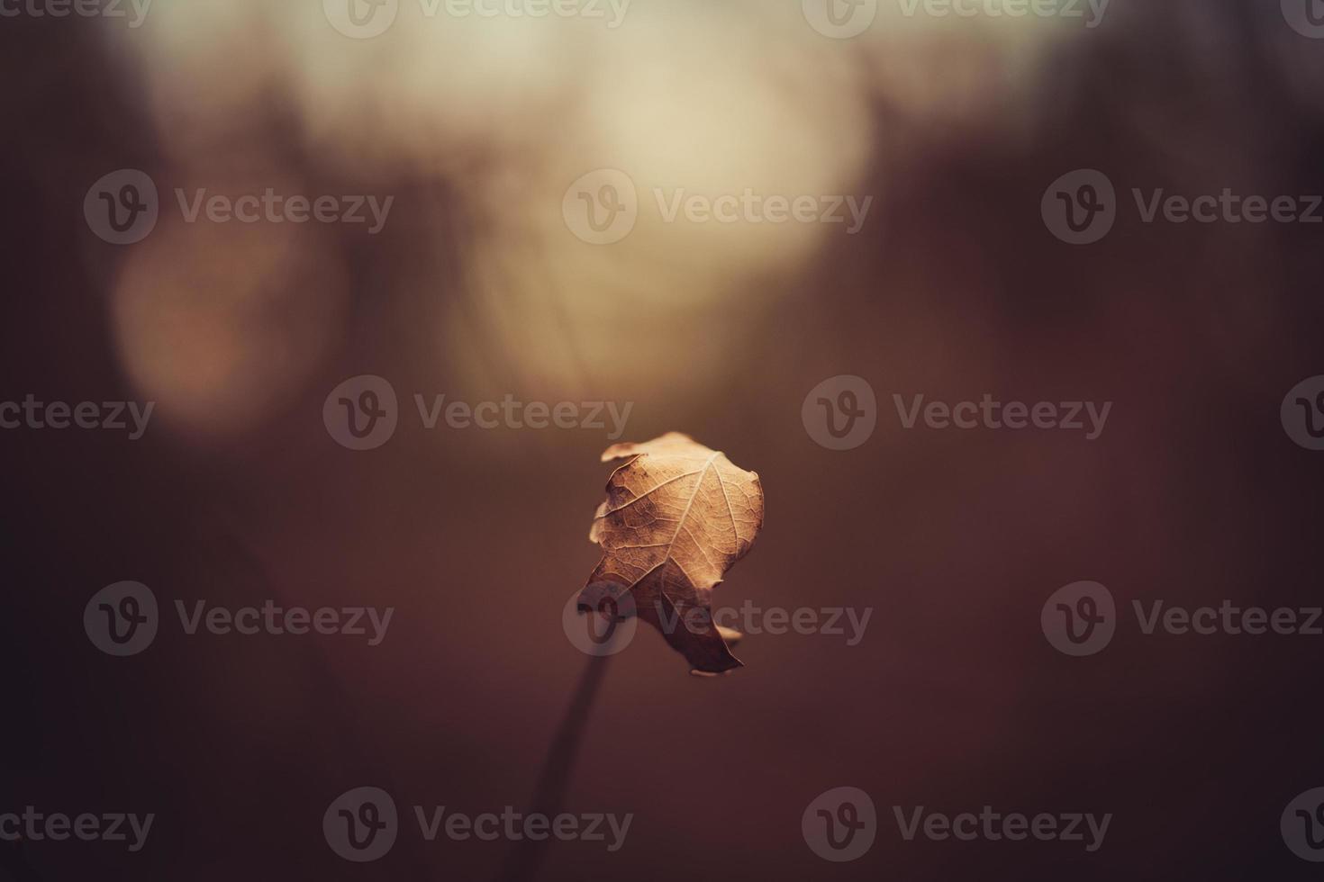 dry leaves autumn photo