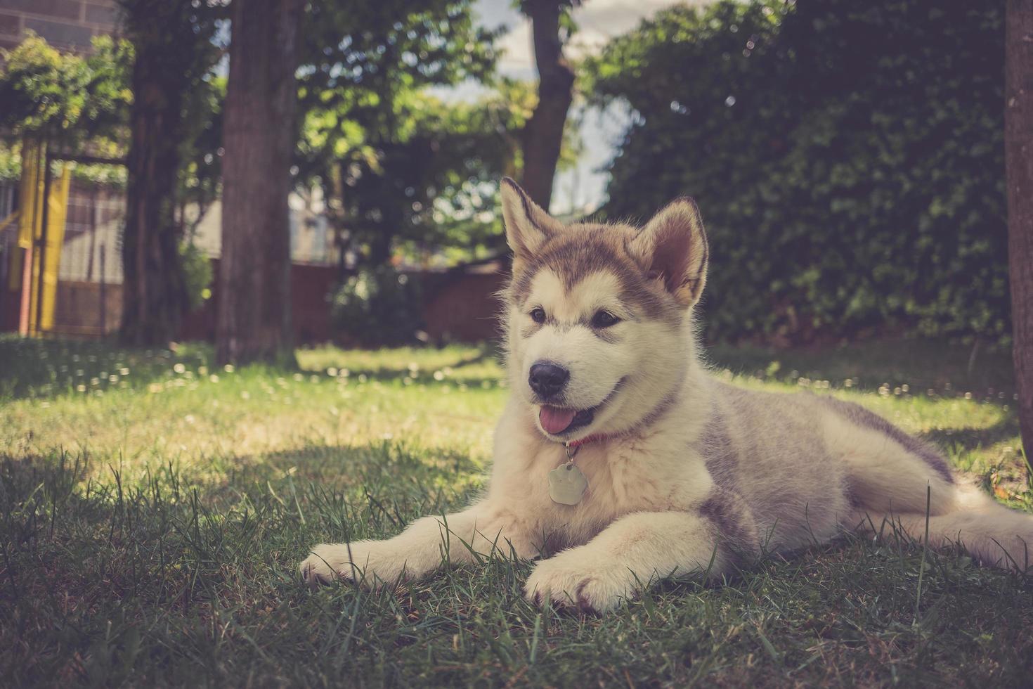 cachorro malamute de alaska foto