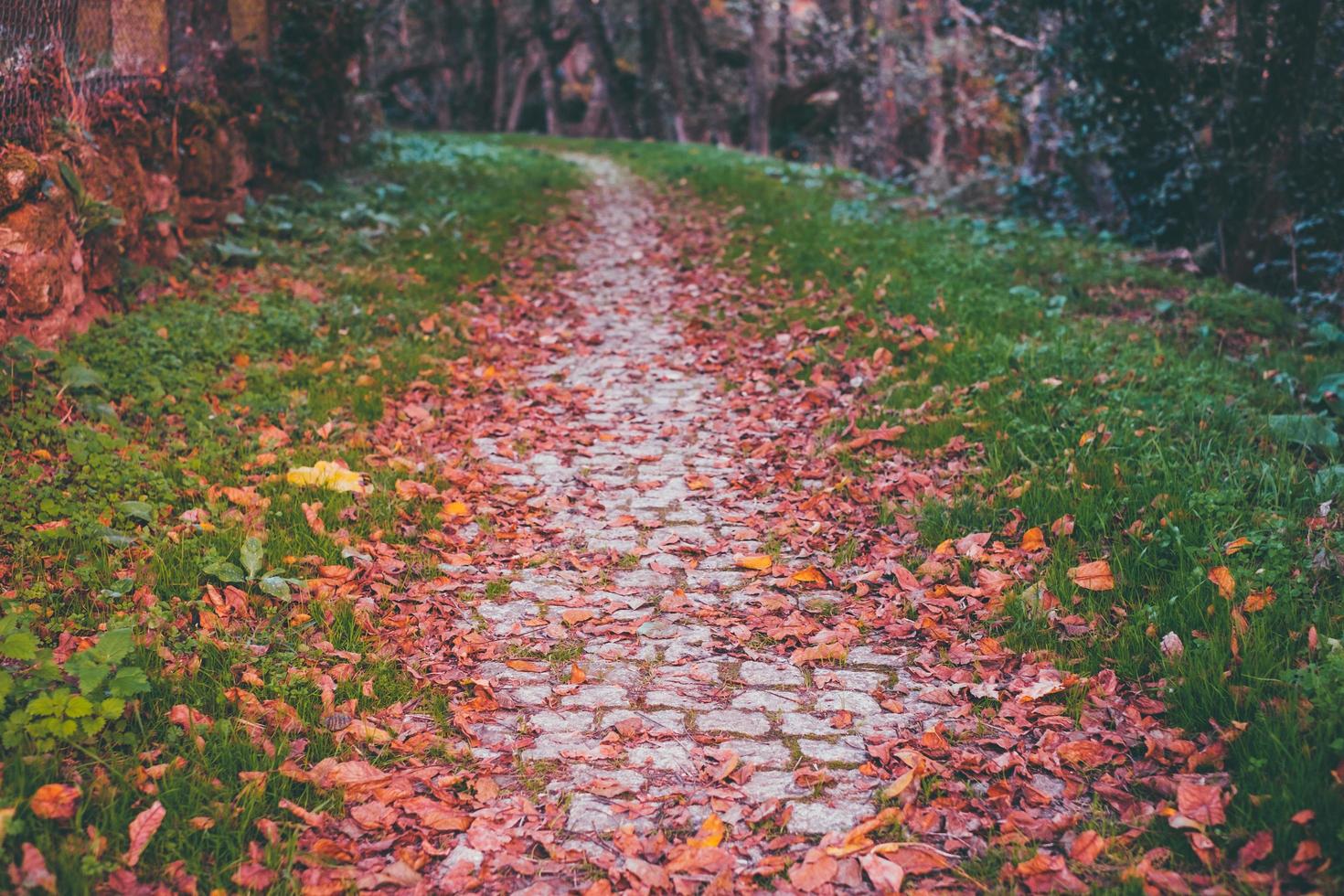 fall at park photo