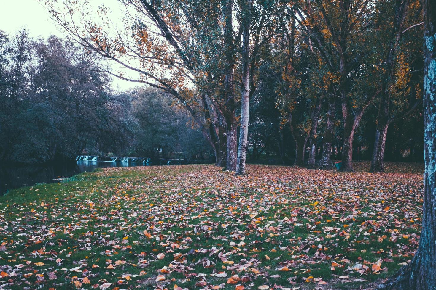 fall at park photo
