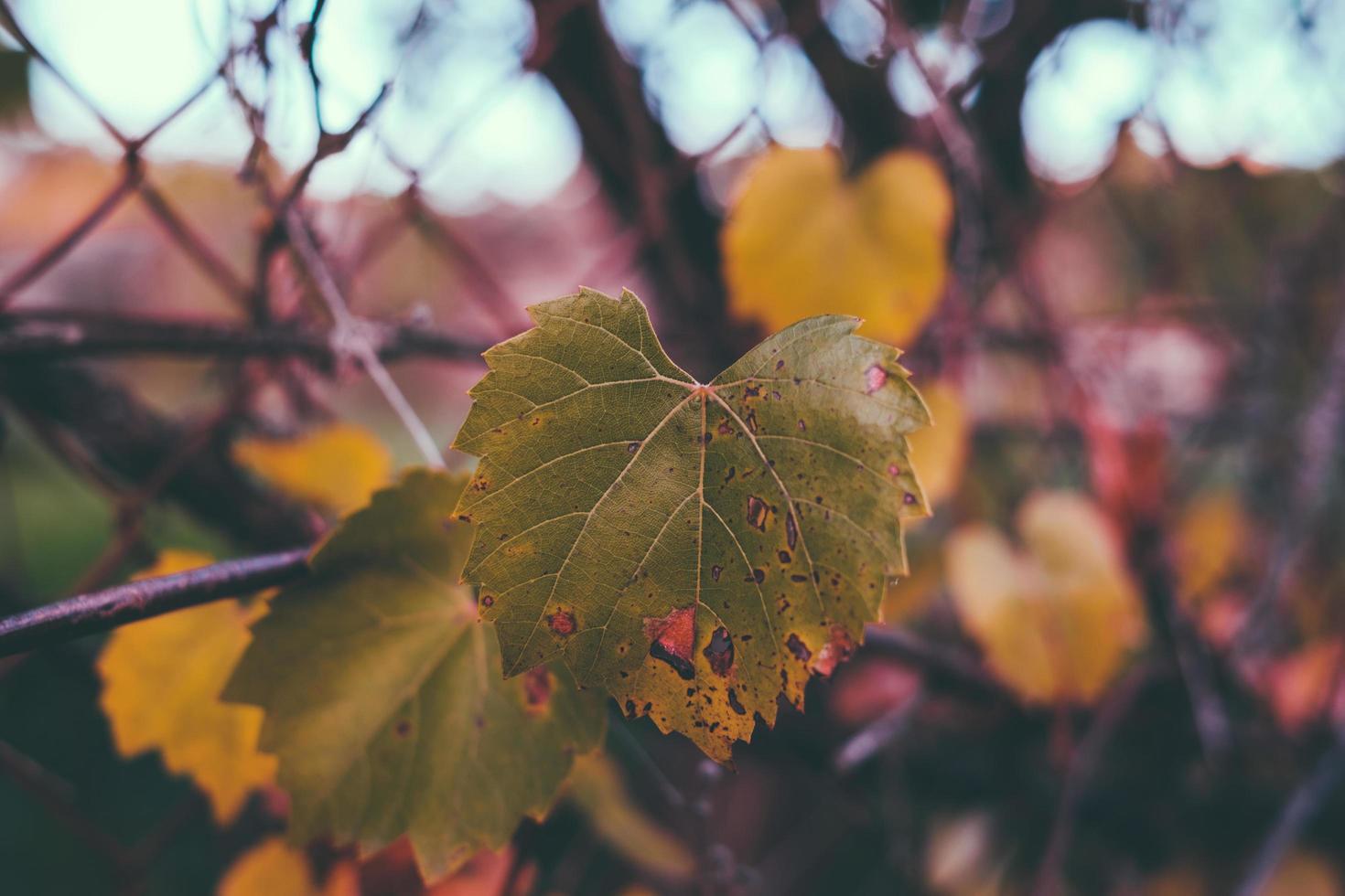 fall at park photo