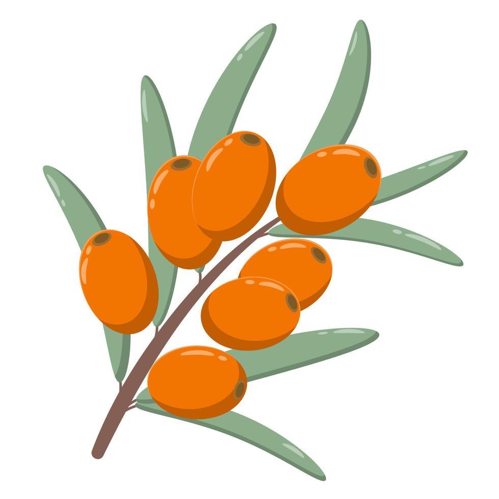 Sprig with sea buckthorn berries on a white background isolated object vector