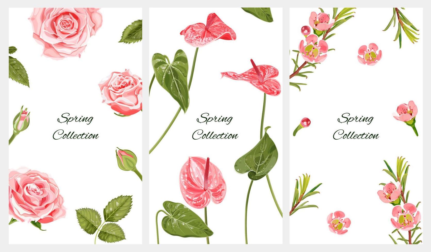 colección de fondos de primavera vertical para redes sociales con lugar para texto. rosas rosadas, flores de anthurium y chamelaucium. ilustraciones botánicas sobre un fondo blanco. vector