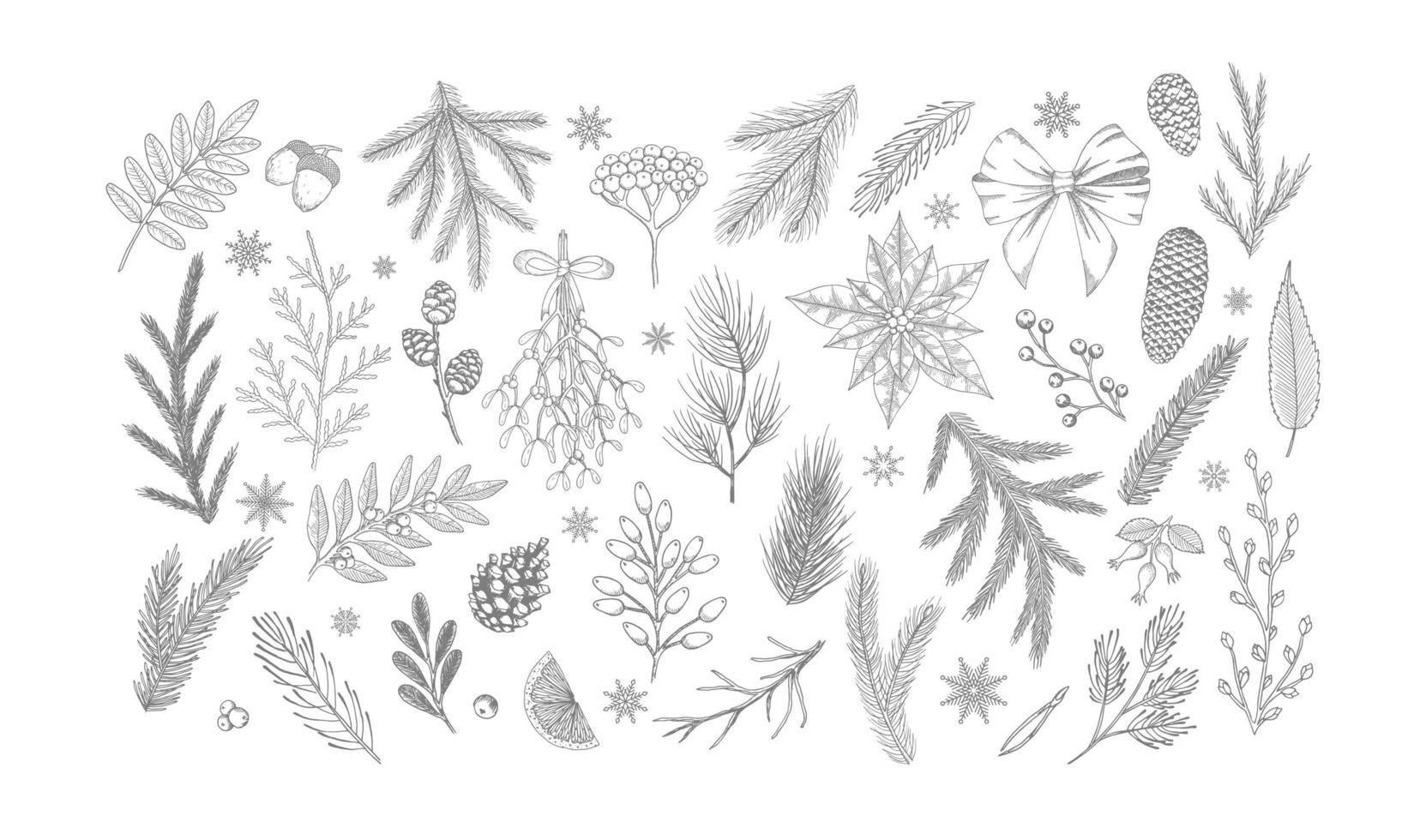 Establecer plantas vectoriales de Navidad, baya de acebo, árbol de Navidad, pino, ramas de hojas, decoración navideña aislada sobre fondo blanco. vector