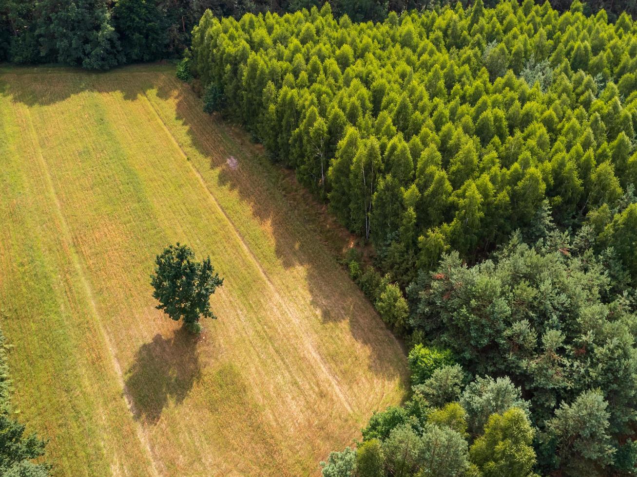 Aerial view of tree in the field surrounded by forest photo
