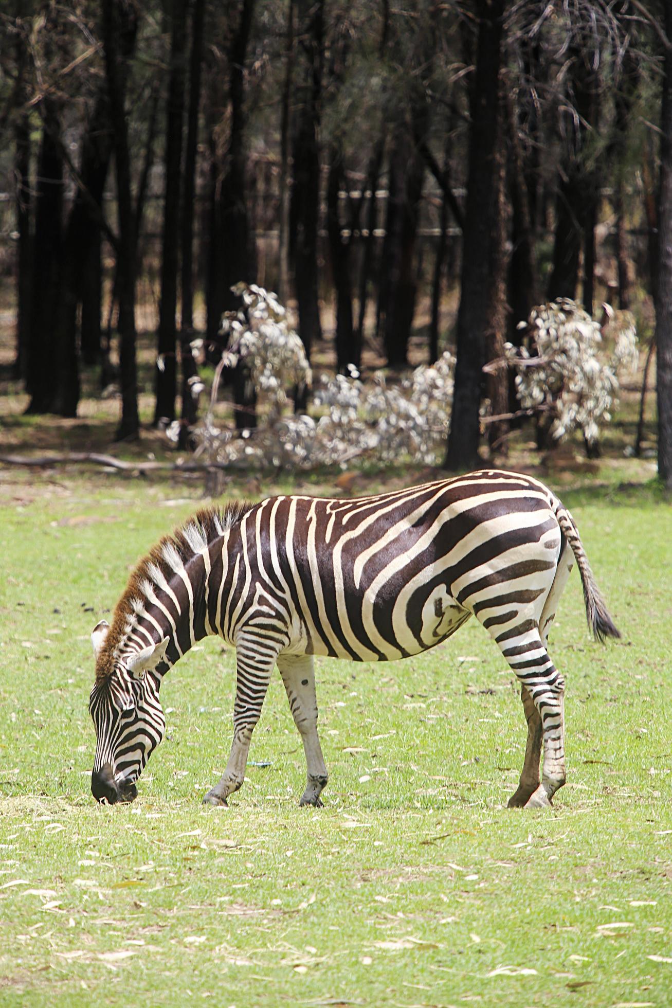 DUBBO, AUSTRALIA, JANUARY 4, 2017 Plains zebra from Taronga zoo in Sydney. This city zoo was