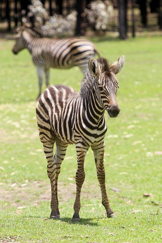 dubbo, australia, 4 de enero de 2017 - cebra de las llanuras del zoológico de taronga en sydney. este zoológico de la ciudad se inauguró en 1916 y ahora tiene más de 4000 animales foto