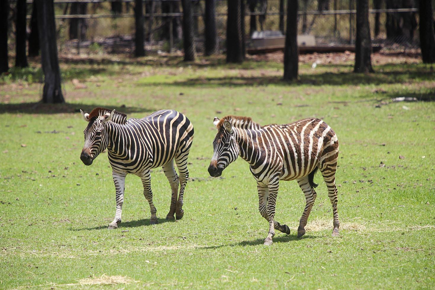 DUBBO, AUSTRALIA, JANUARY 4, 2017 Plains zebra from Taronga zoo in