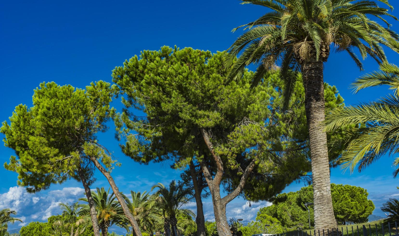 Palm trees in the park at Nice, France 4369808 Stock Photo at Vecteezy
