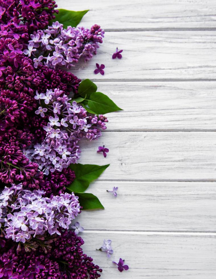 Lilac spring flower border photo