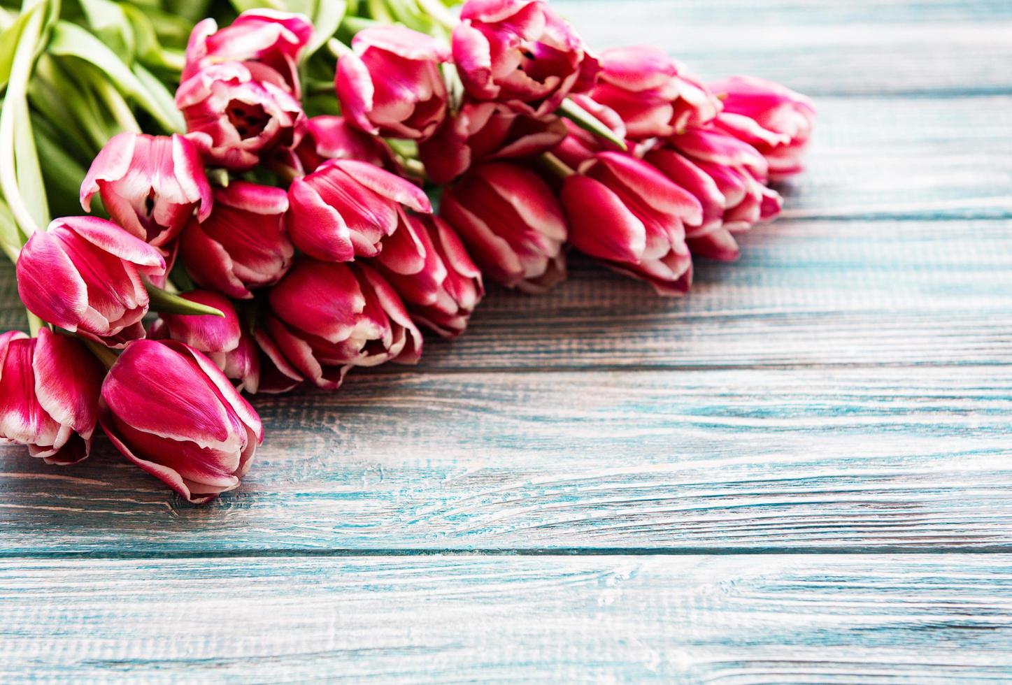 Pink spring tulips photo