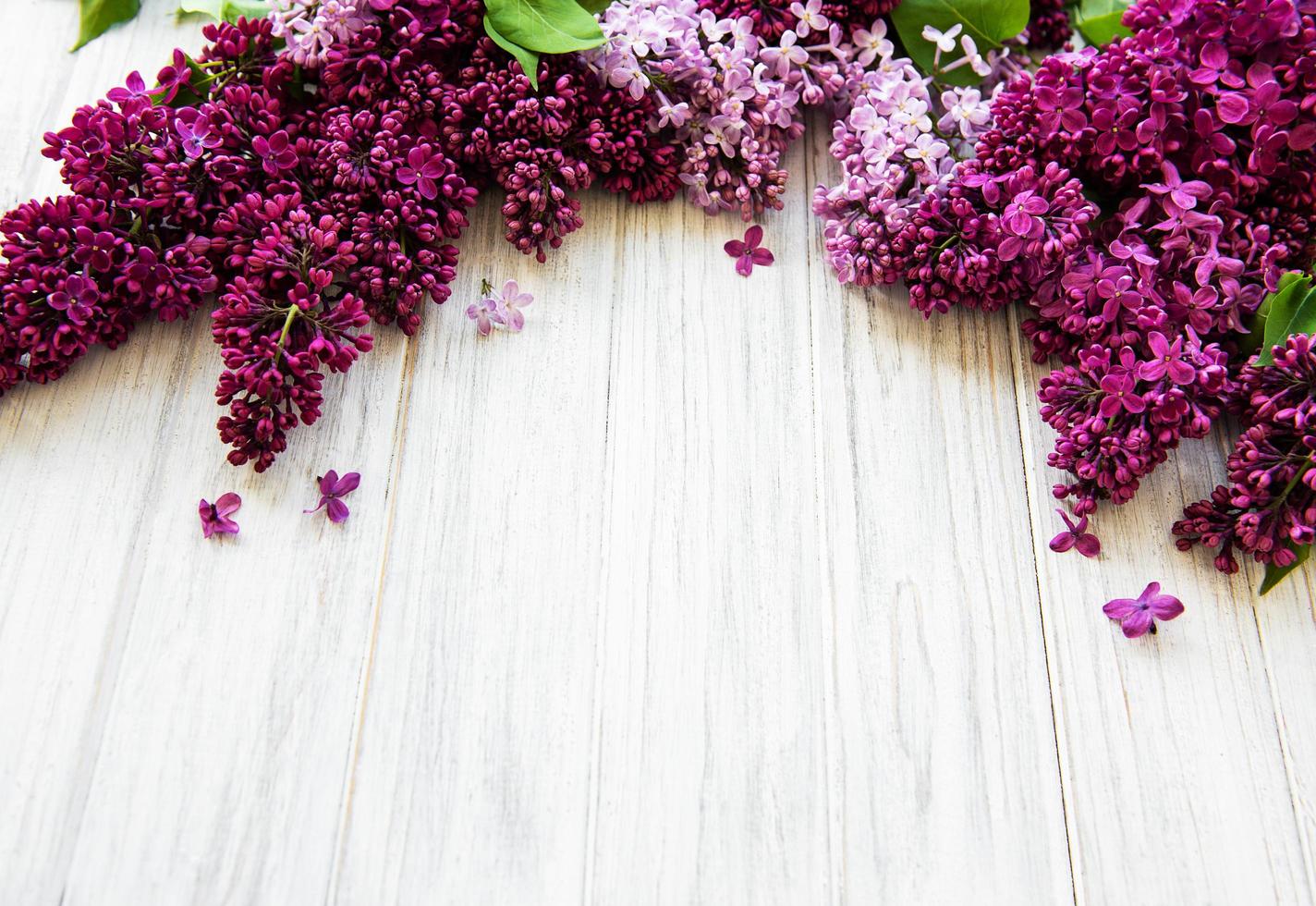 Lilac spring flower border photo