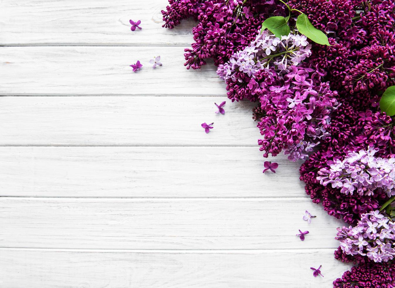 Lilac spring flowers border photo