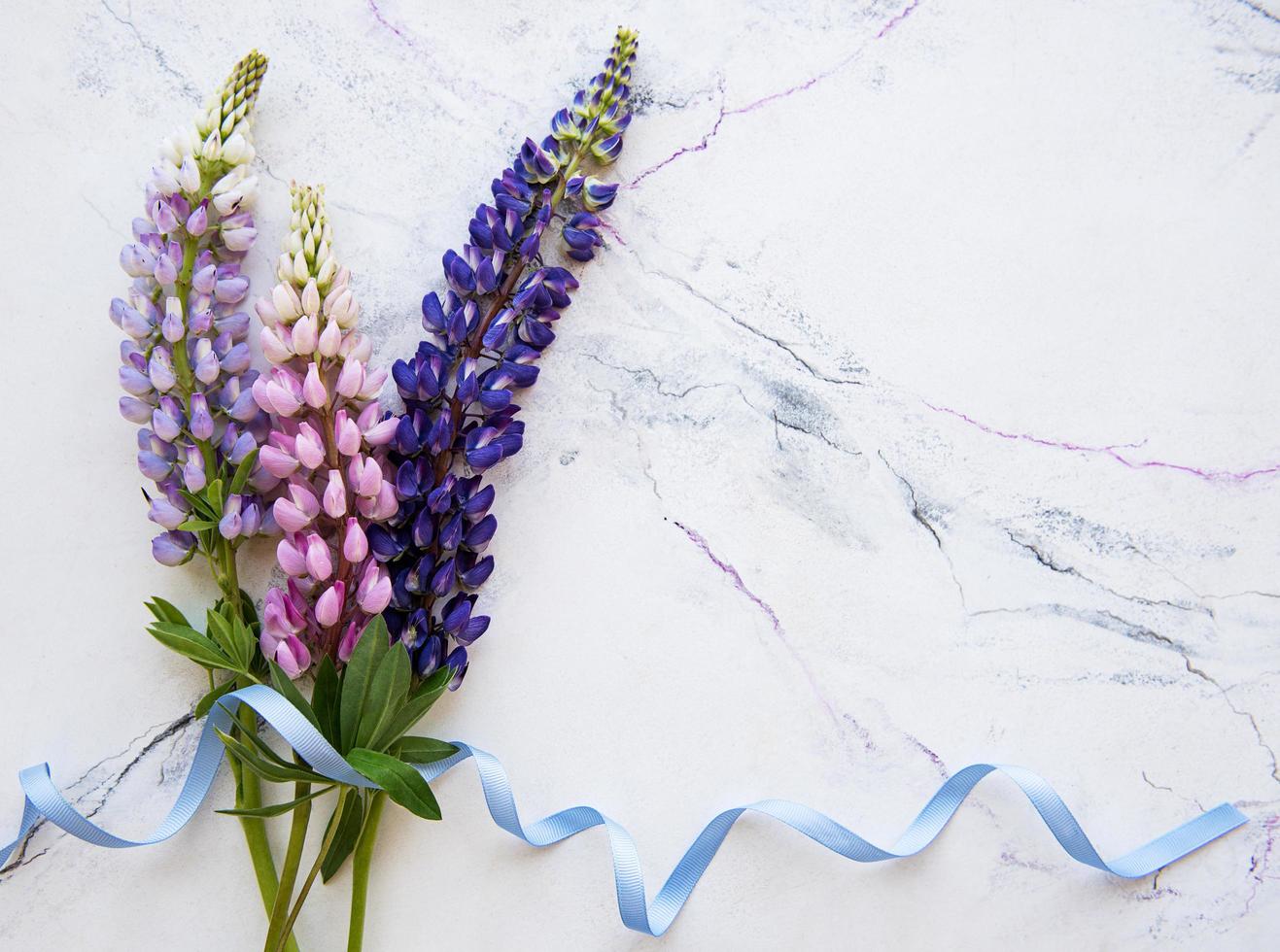 Pink and purple lupine flowers border photo