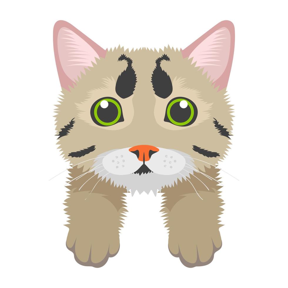 American Wirehair Concepts vector