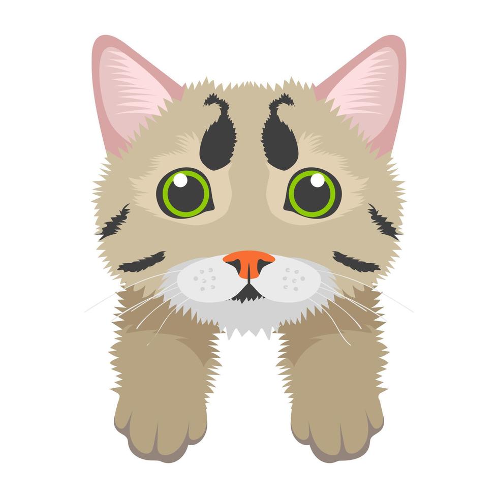 Conceptos de American Wirehair vector