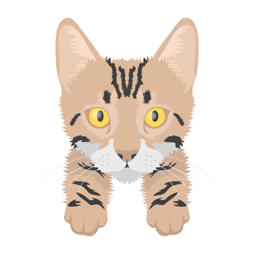 American Wirehair Concepts vector