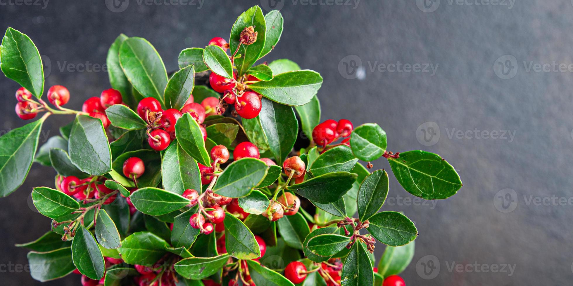 Gaultheria flower plant red berries indoor photo