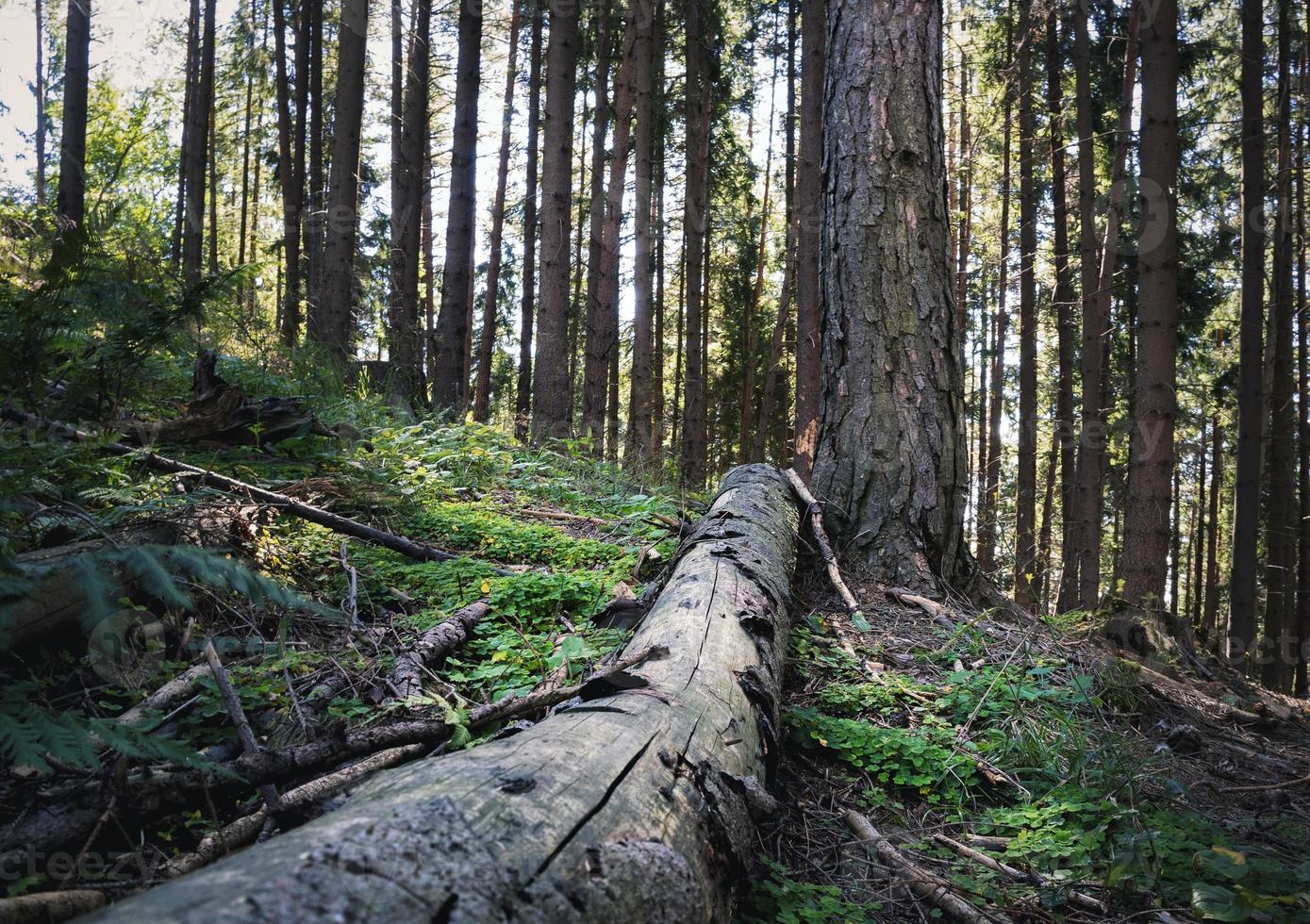 árbol colapsado en el bosque foto