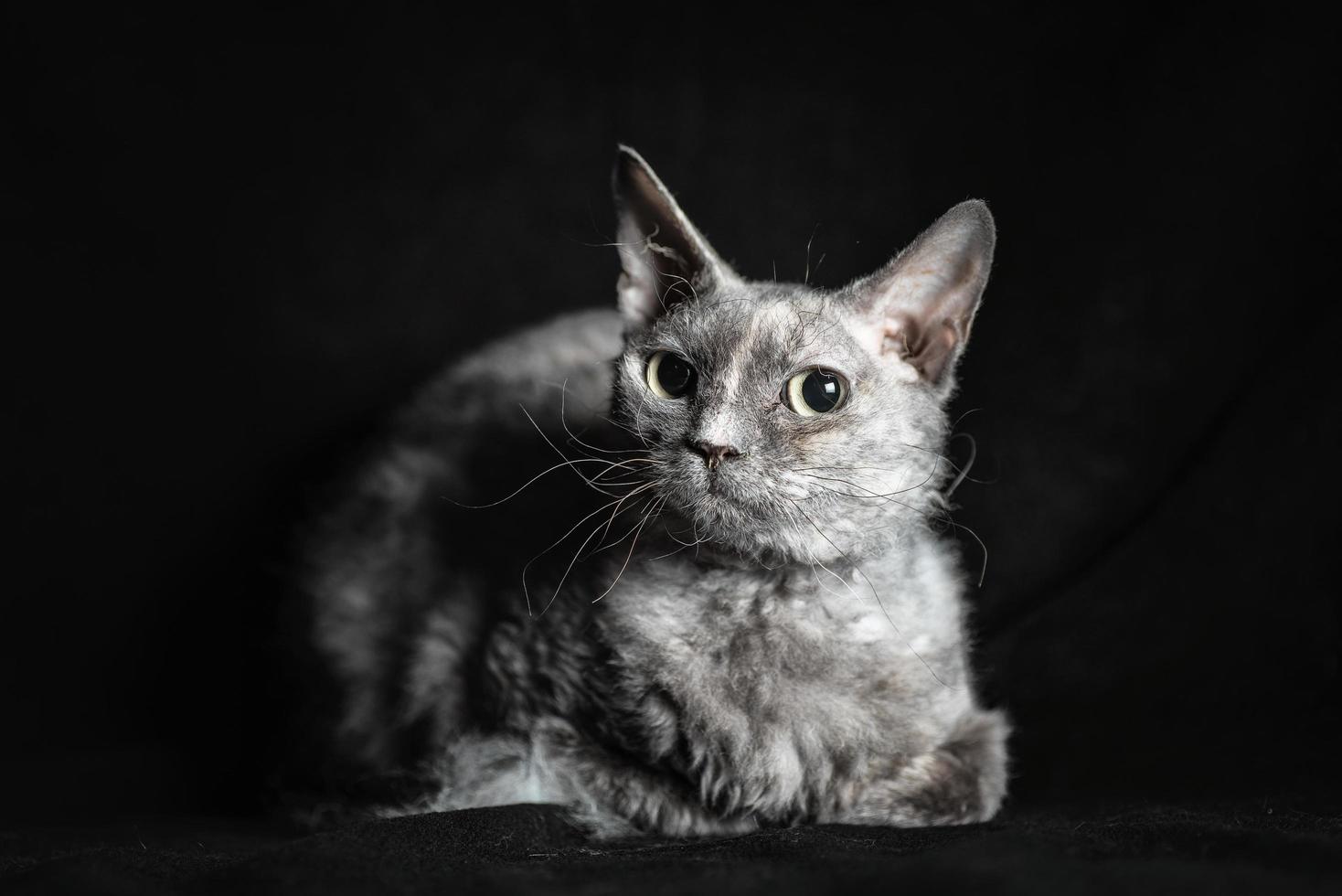 Gato gris de raza esfinge cepillo acostado sobre terciopelo negro foto