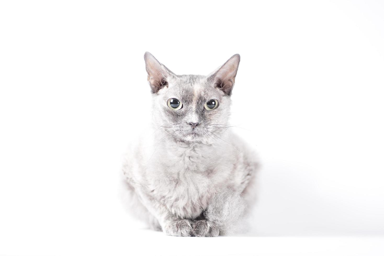 portrait of a silver cat of the Sphynx Brush breed on a white background photo