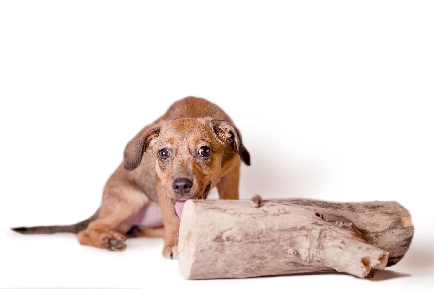 red mongrel puppy gnaws a large log photo