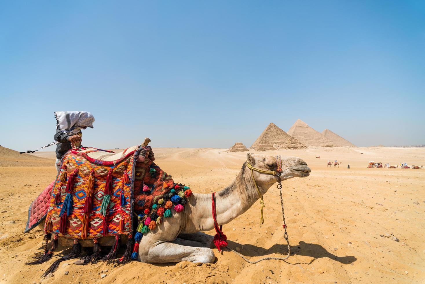 Beduino con un camello en el contexto de las pirámides de Egipto foto