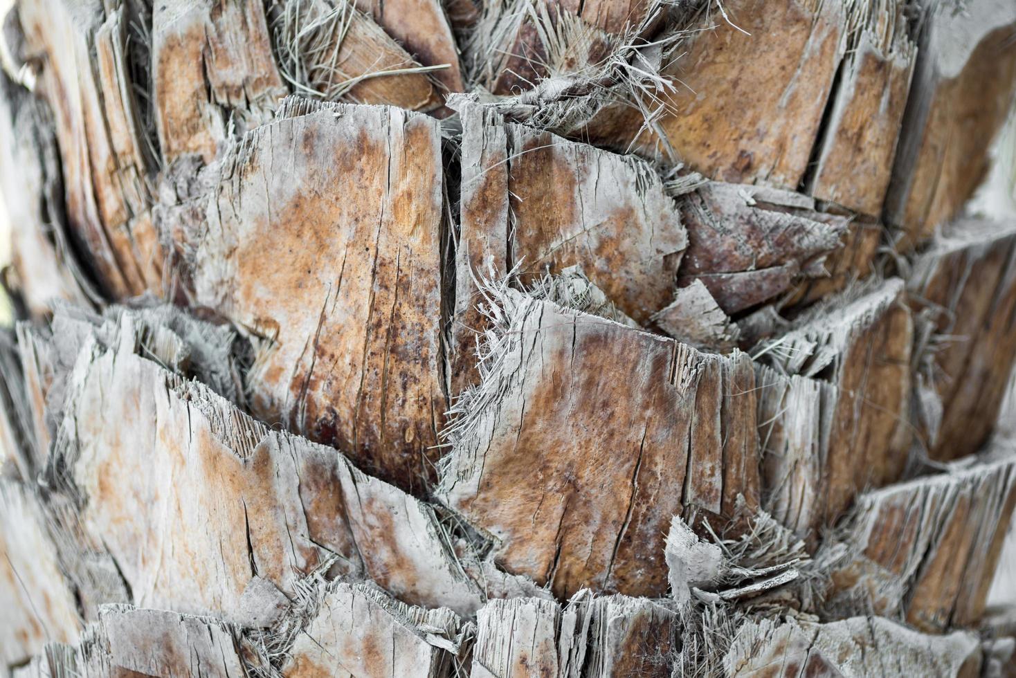 texture background abstraction bark wood fibers of palm tree photo