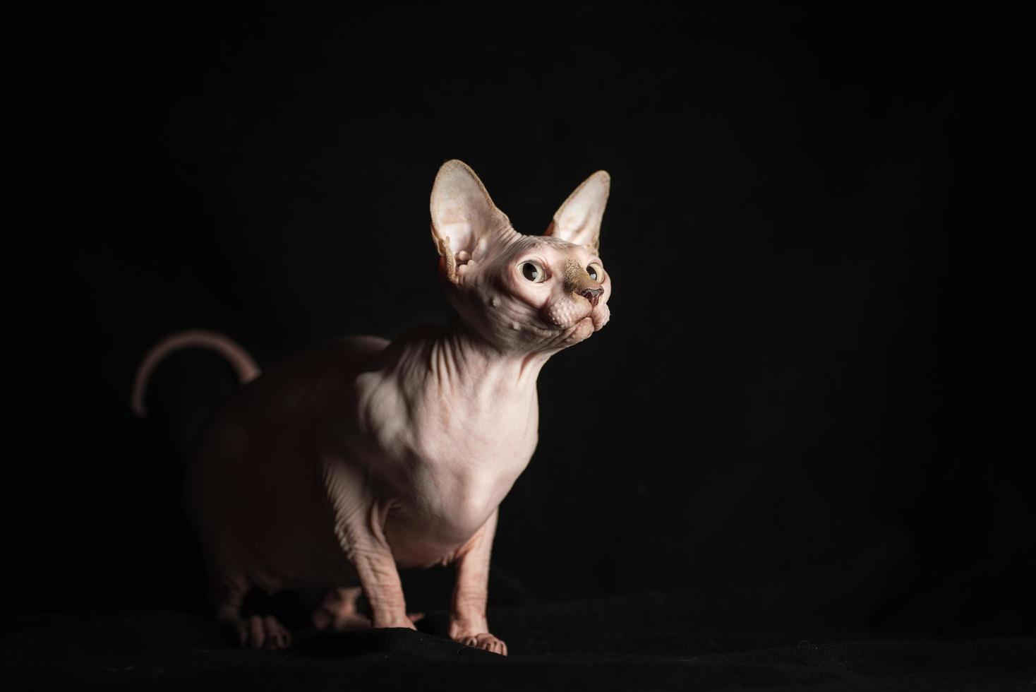 pink hairless sphinx purebred cat lying on black velvet on a dark background photo