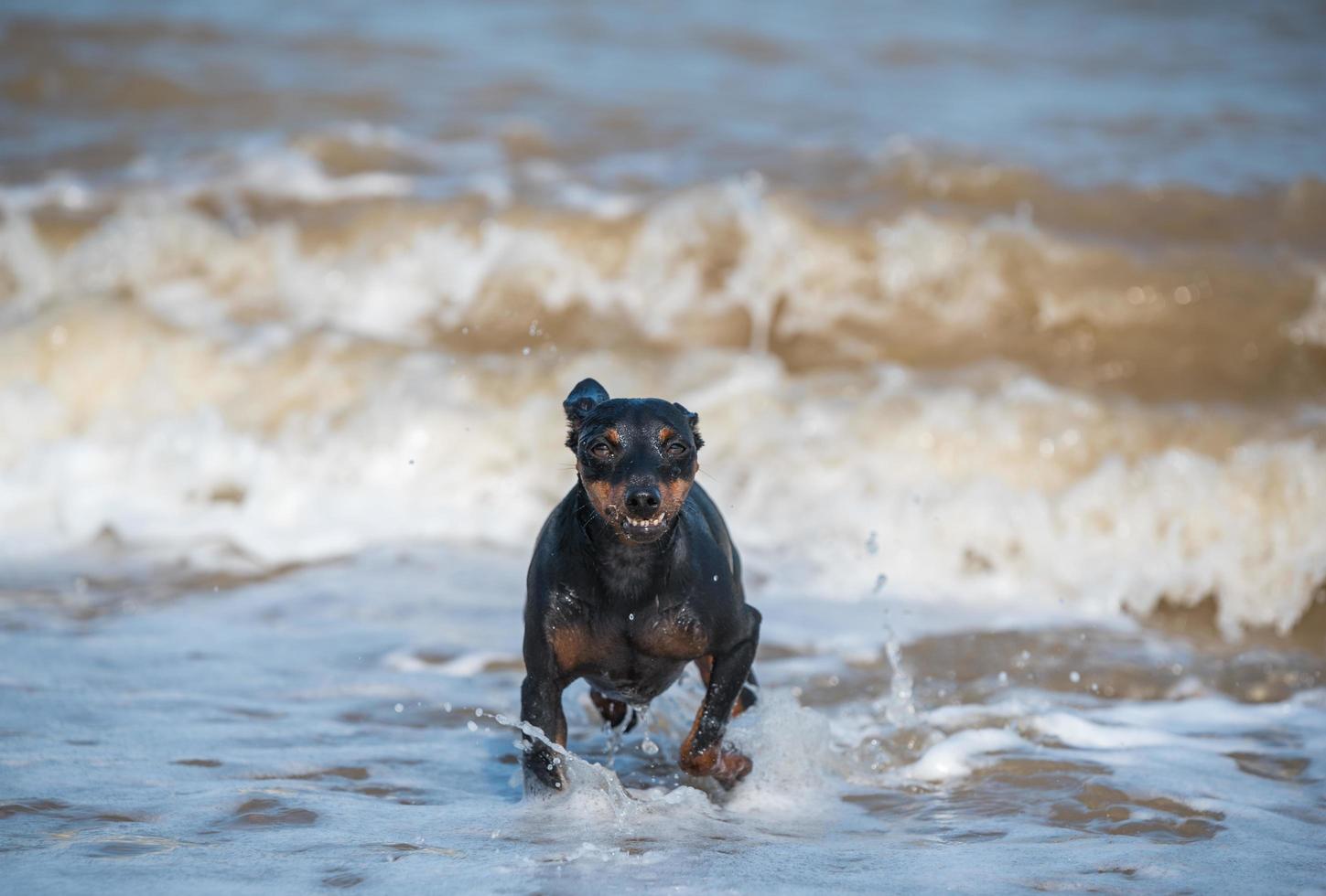 Doberman dog puppy swims in dirty water during a flood photo