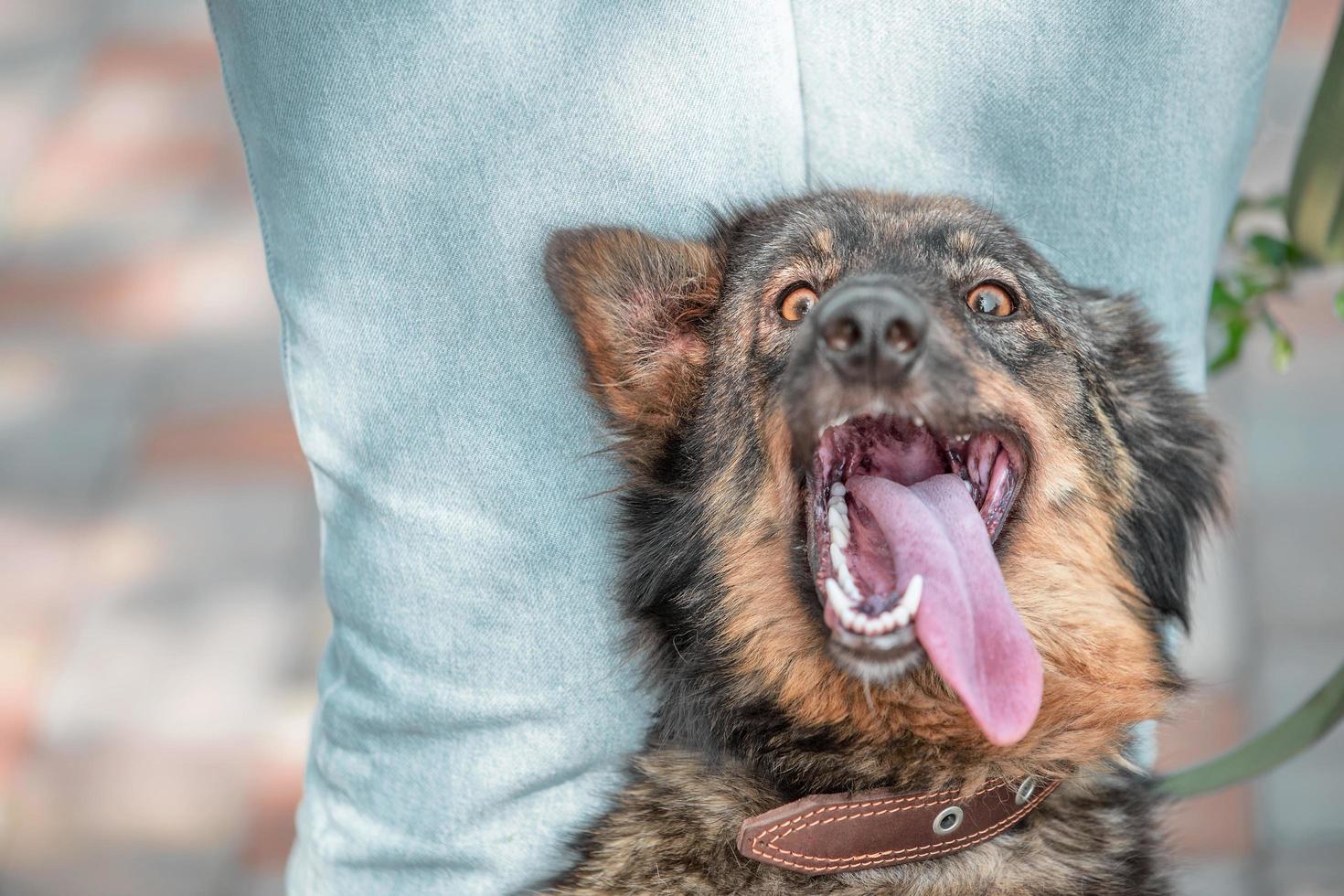 happy mongrel dog next to woman in blue jeans photo