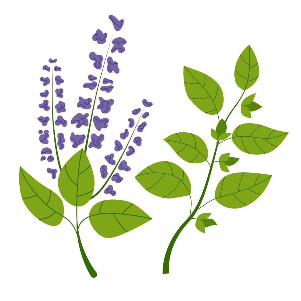 Holy basil plants with purple flowers and green leaves. Isolated drawing on white background. Flat vector illustration.