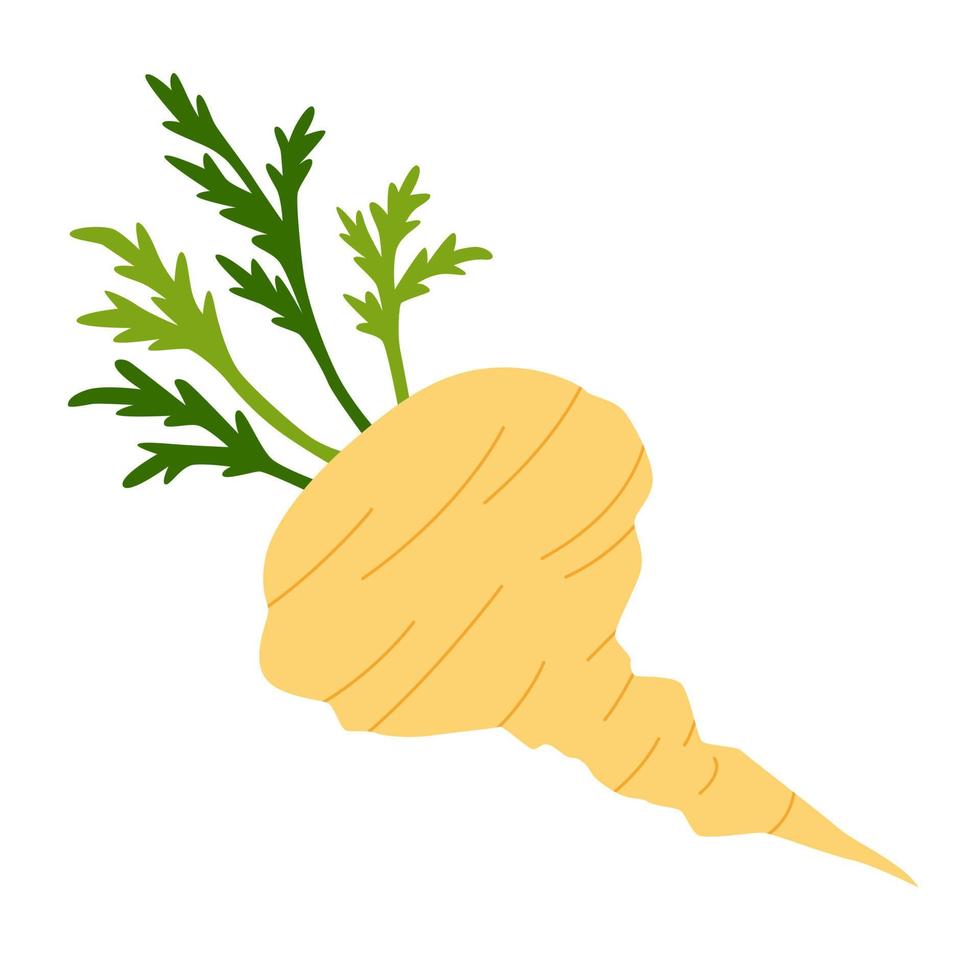 Maca vegetable with yellowish-white root and green leaves. Isolated drawing on white background. Flat vector illustration.