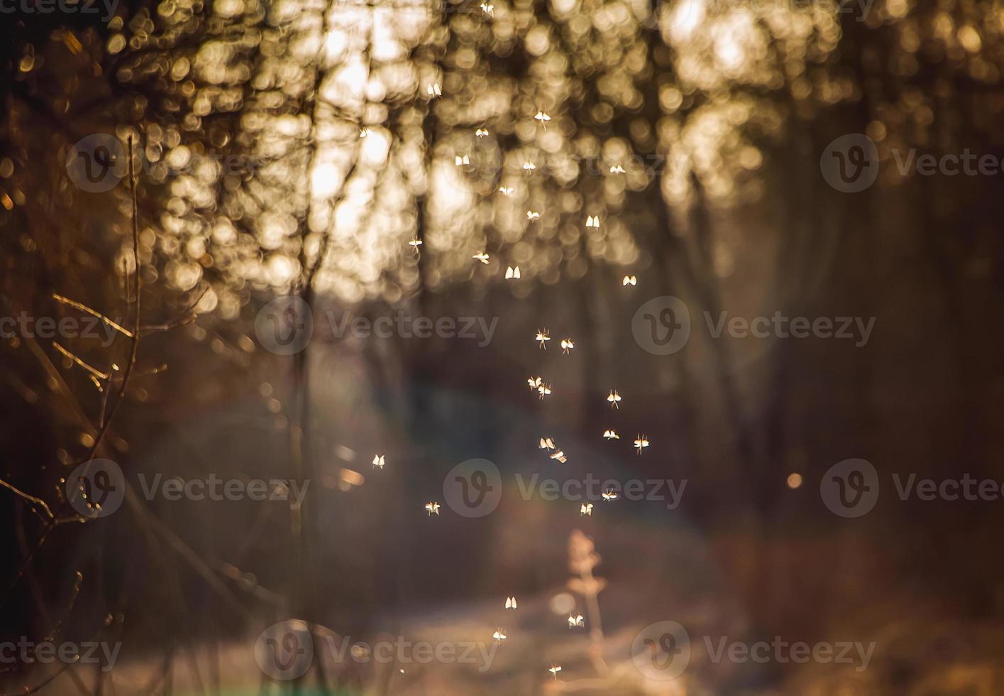 los pequeños mosquitos vuelan al sol. los insectos giran en la puesta de sol. foto