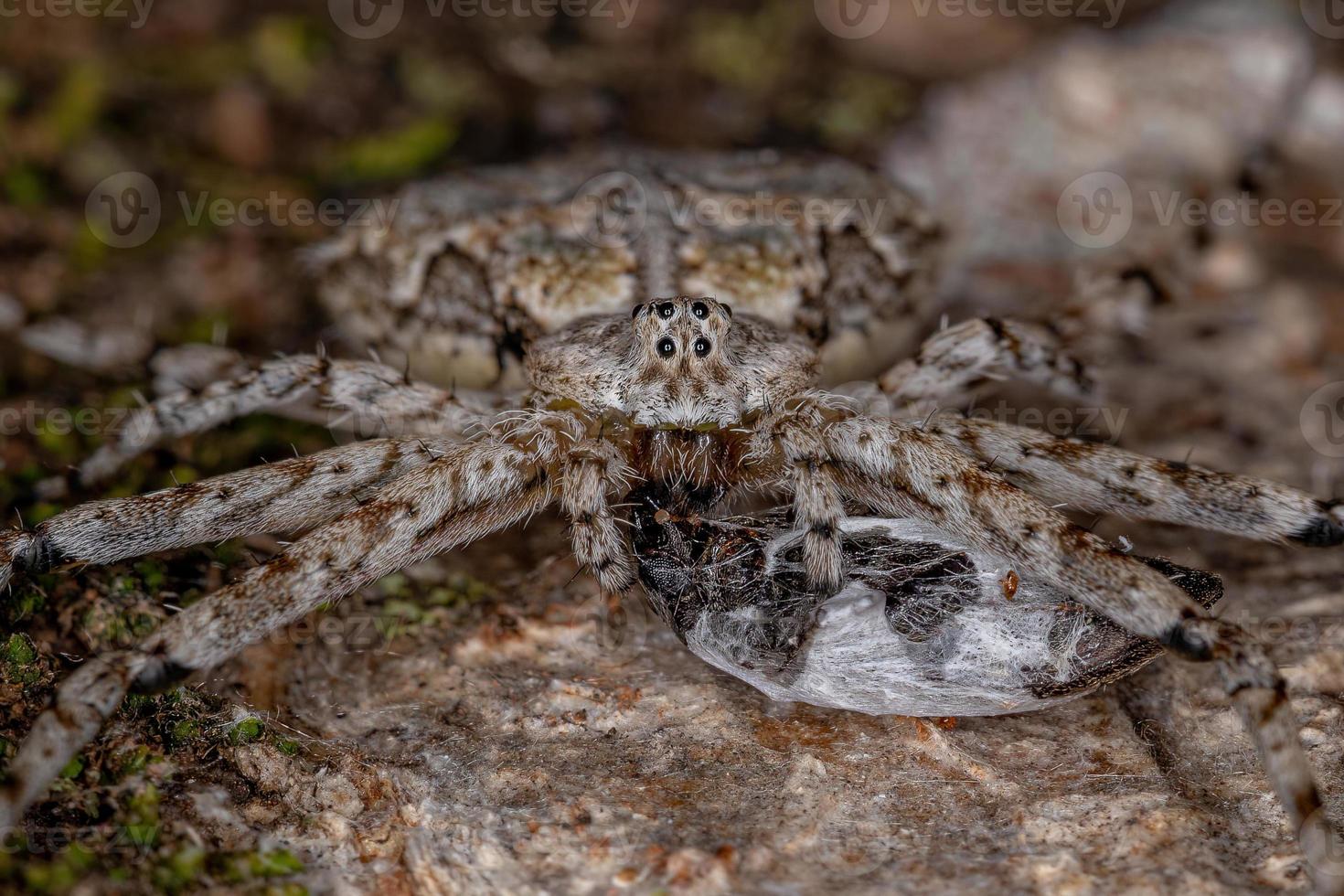 Adult Longspinneret Spider photo