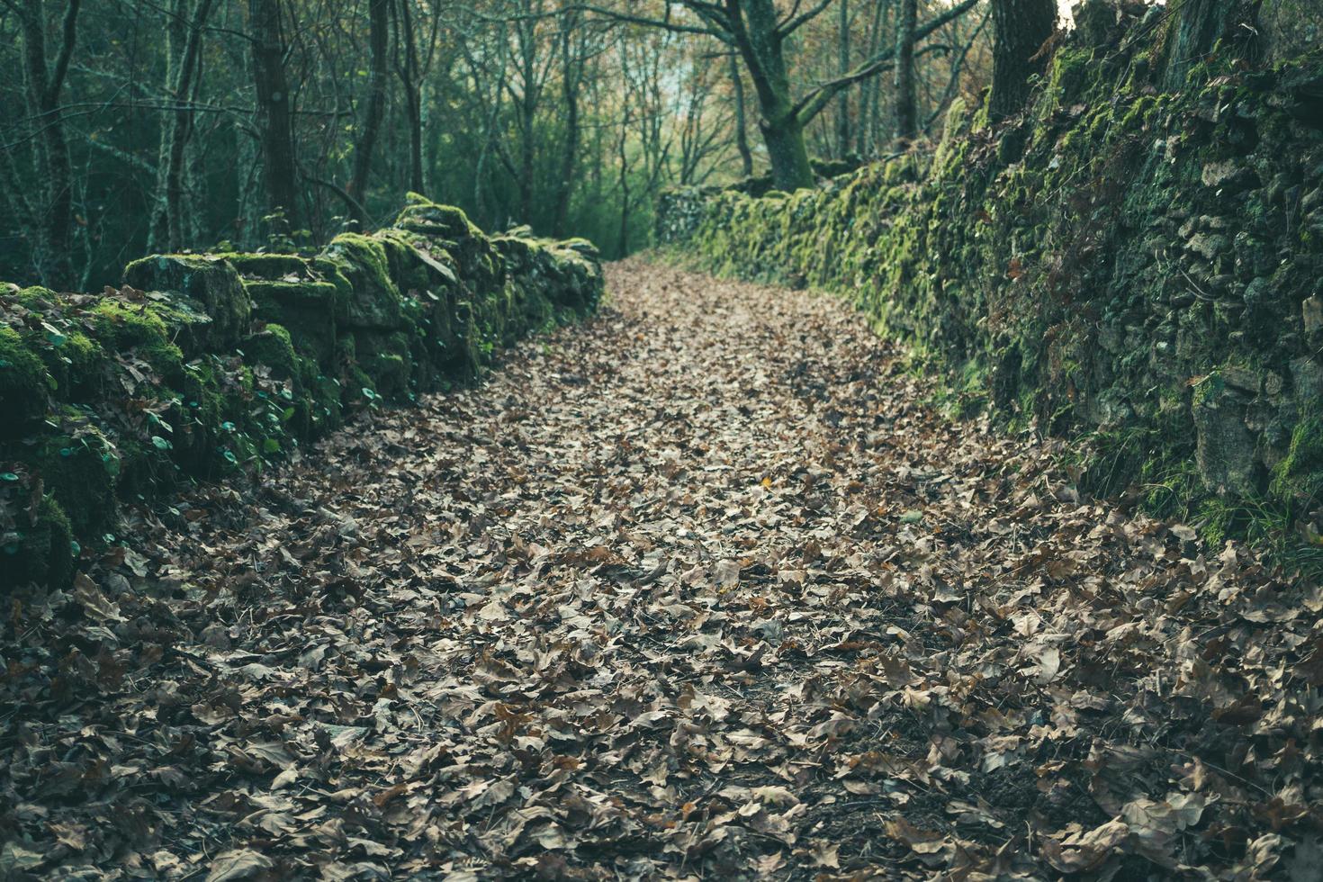 caminar hacia el bosque foto