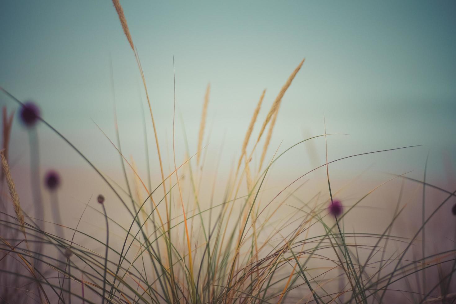 fog on the beach photo