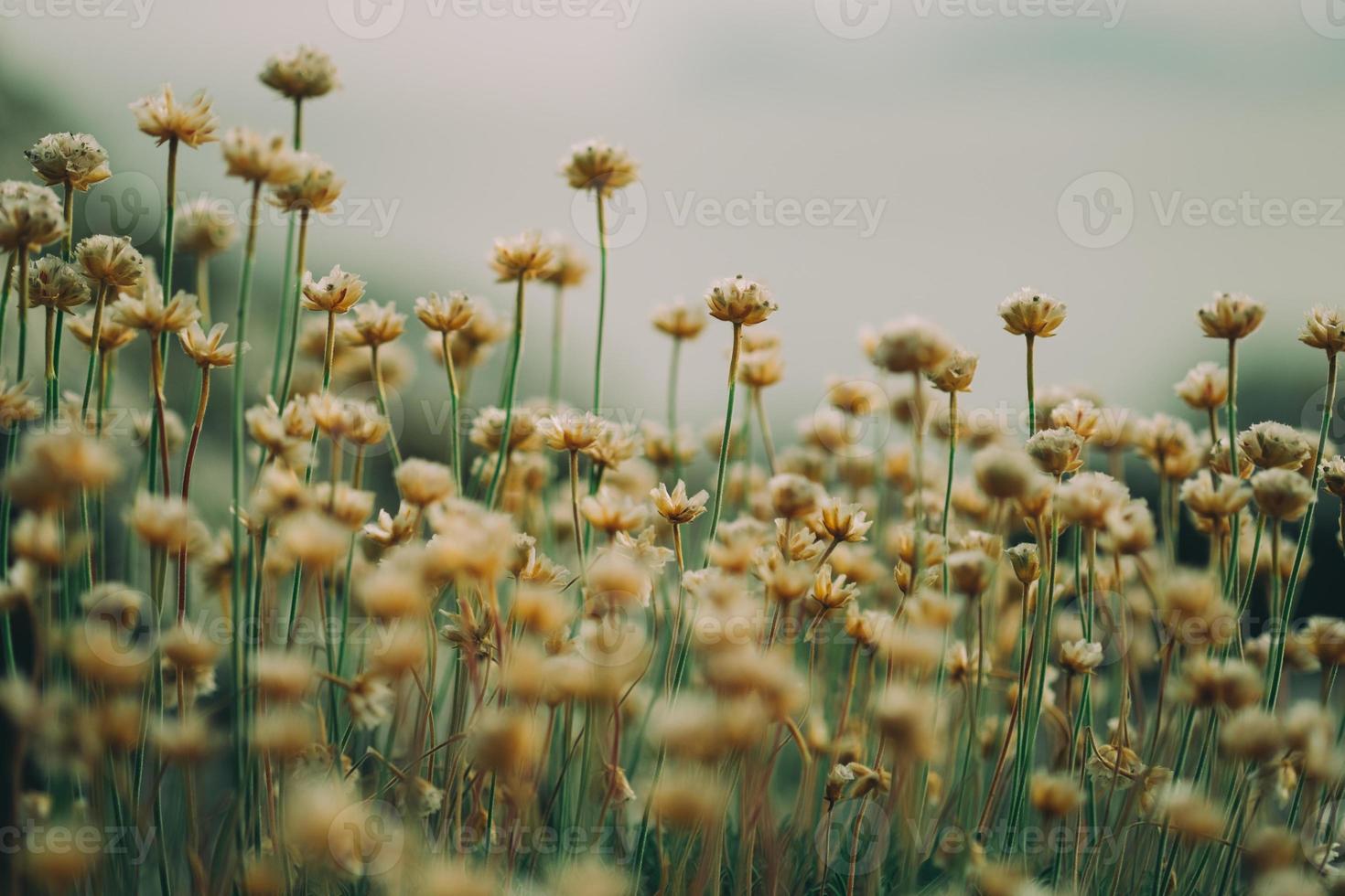 little wild flowers photo