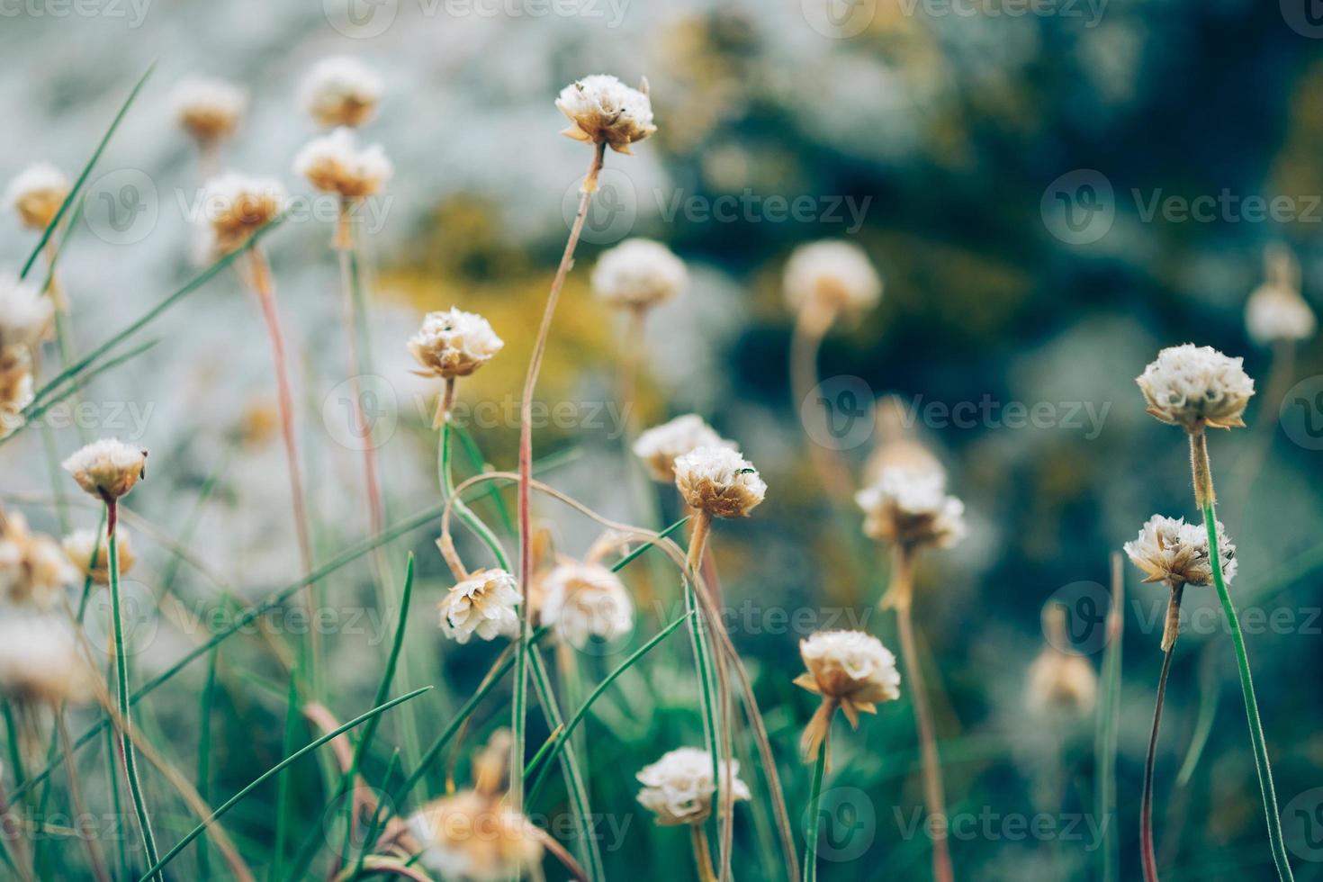 little wild flowers photo