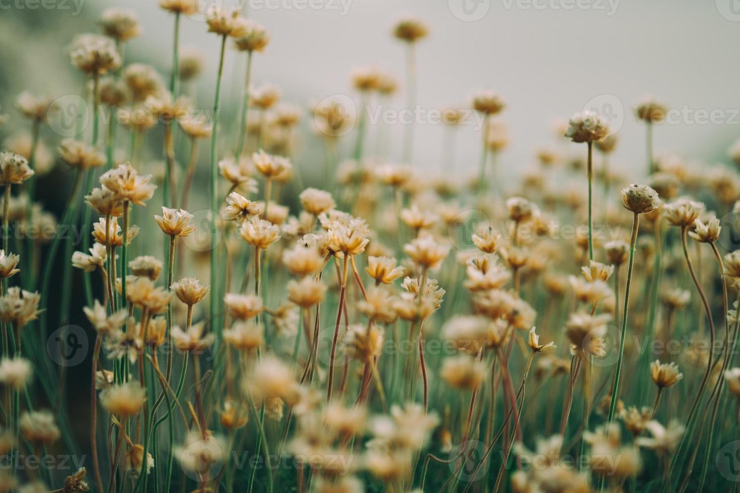 little wild flowers photo