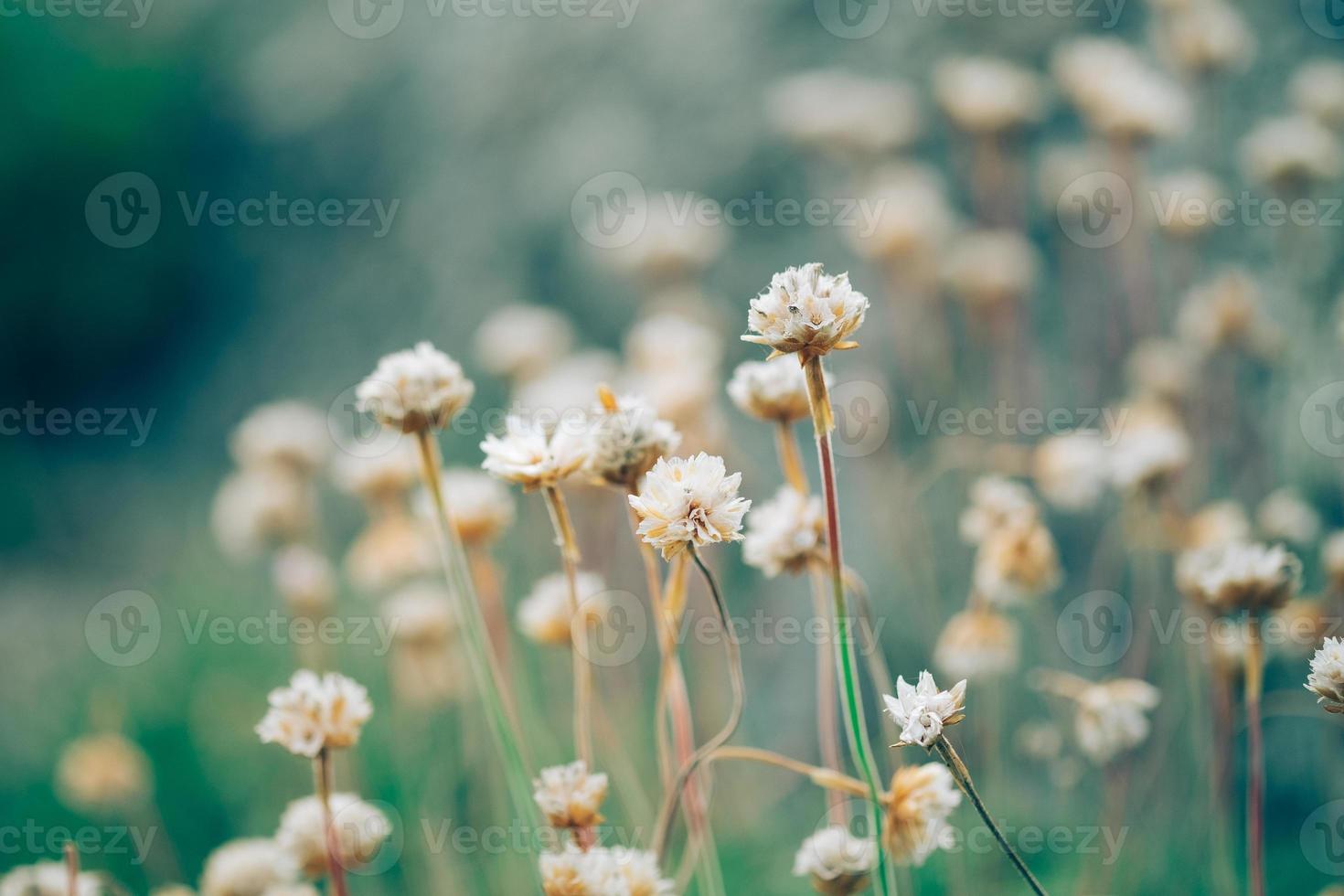 little wild flowers photo