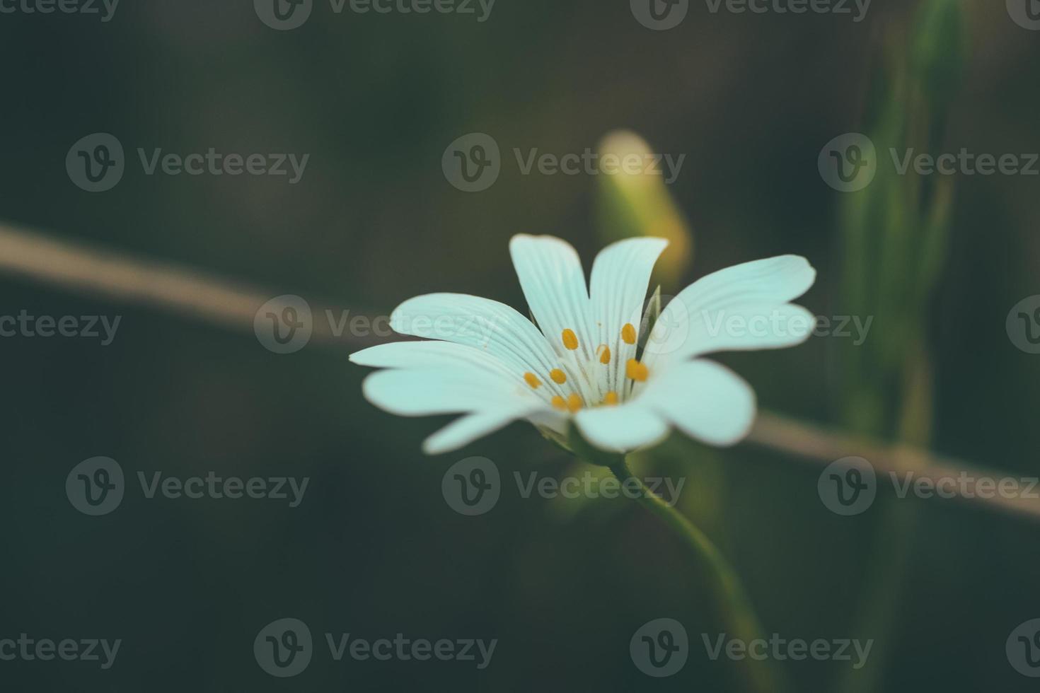 white wild flowers photo