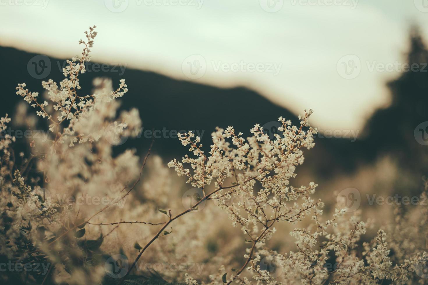 white wild flower photo