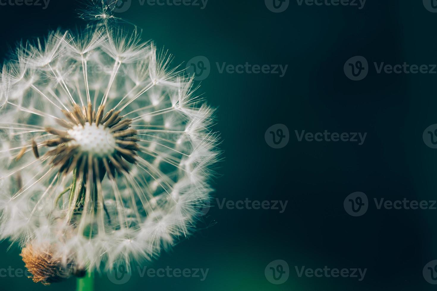 close view dandelion photo