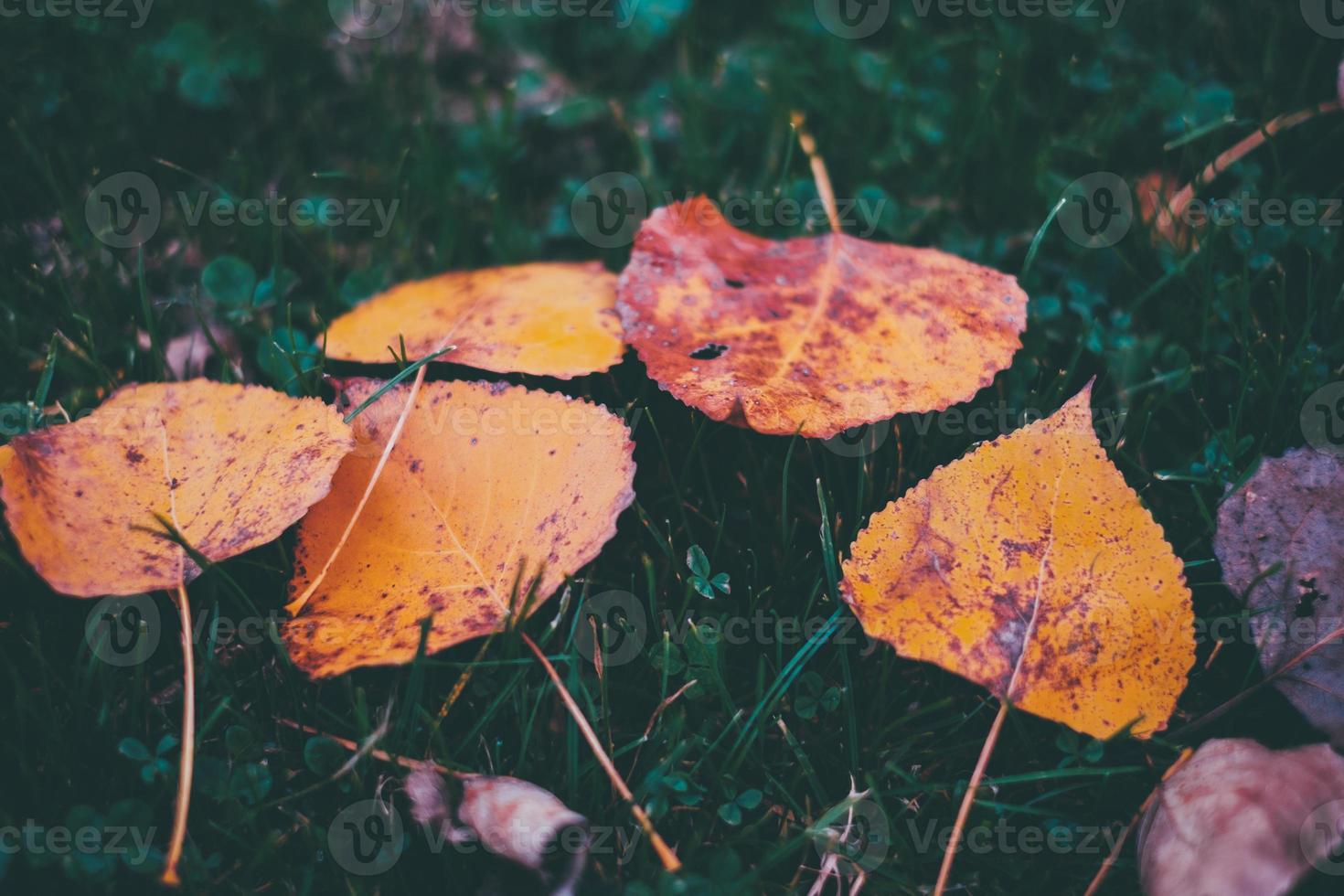 fall at park photo