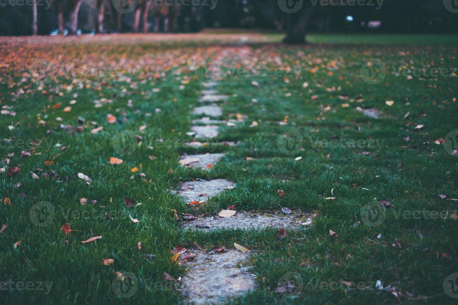fall at park photo