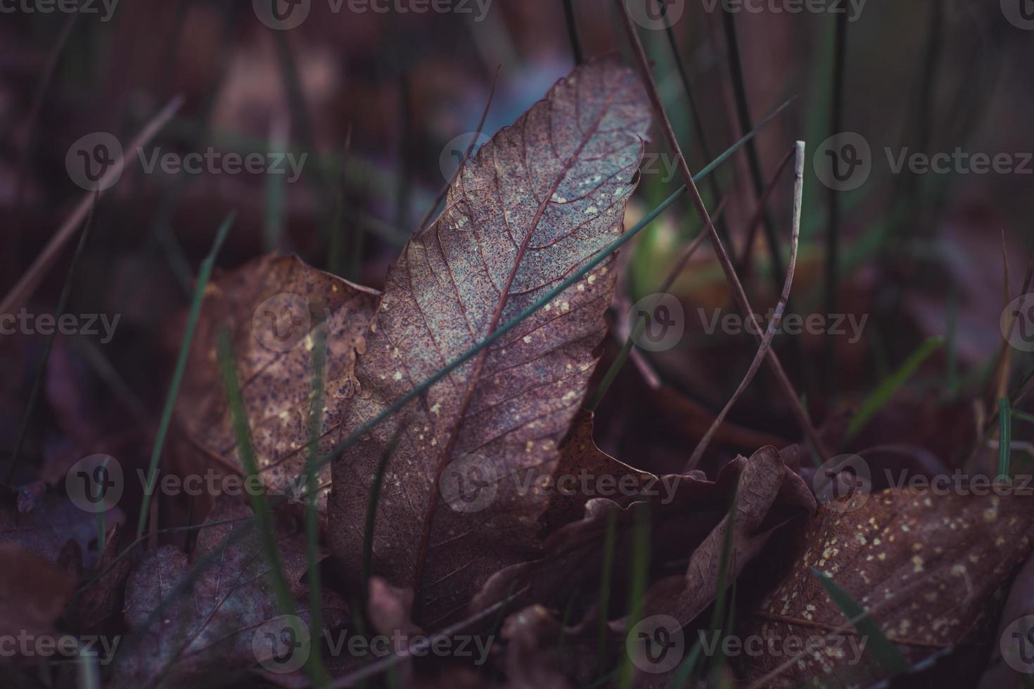 dry leaves autumn photo